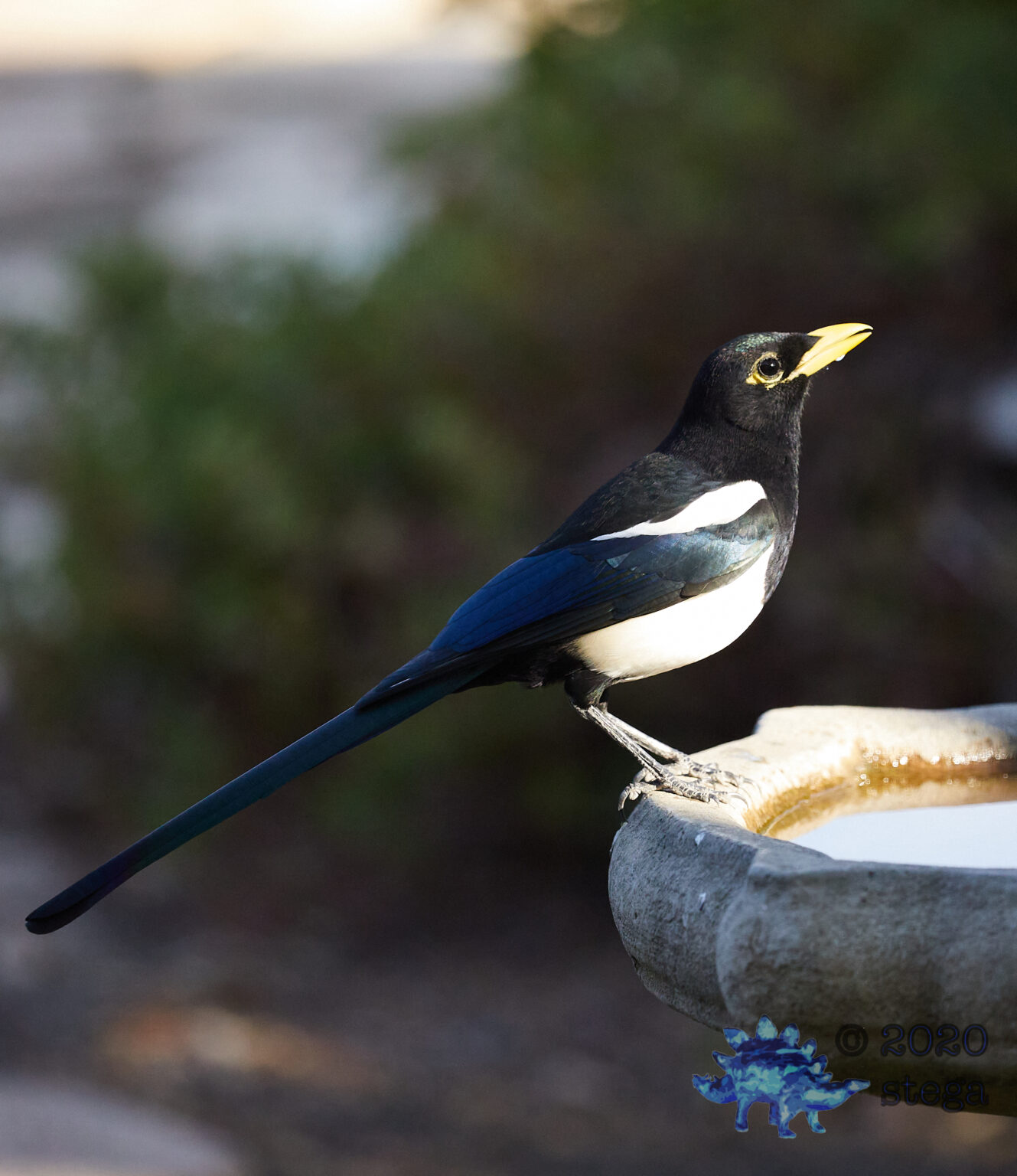 Yellow-billed Magpie | Outside My Window